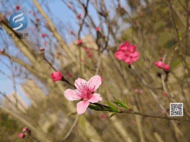 看桃花致富順板橋收費(fèi)站關(guān)閉，疫情尚未解除，別扎堆！