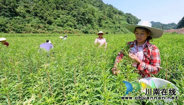 簽約啦！古藺苗家“神仙草”等中藥產(chǎn)業(yè)發(fā)展步入快車道