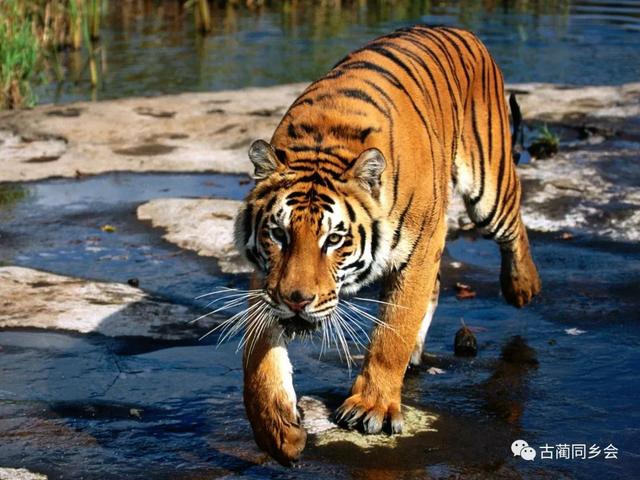 代元興：古藺野生獸類動物珍聞