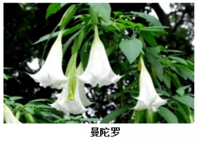 曼陀羅、滴水觀音、化兒草……四川夏季常見有毒植物食物中毒預(yù)防