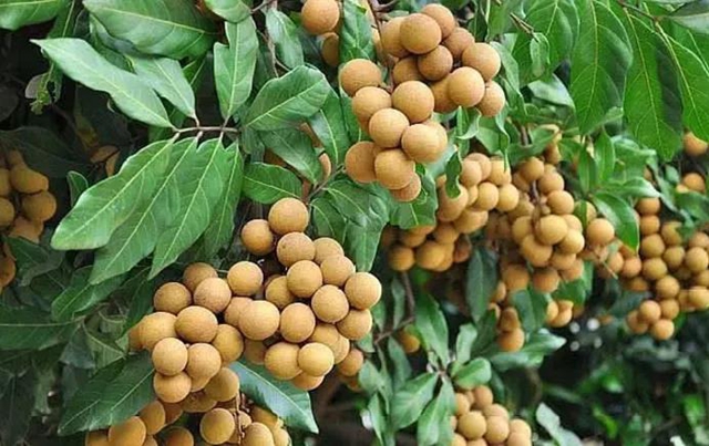 【分享】瀘州桂圓熟啦！千萬(wàn)別買這幾種？