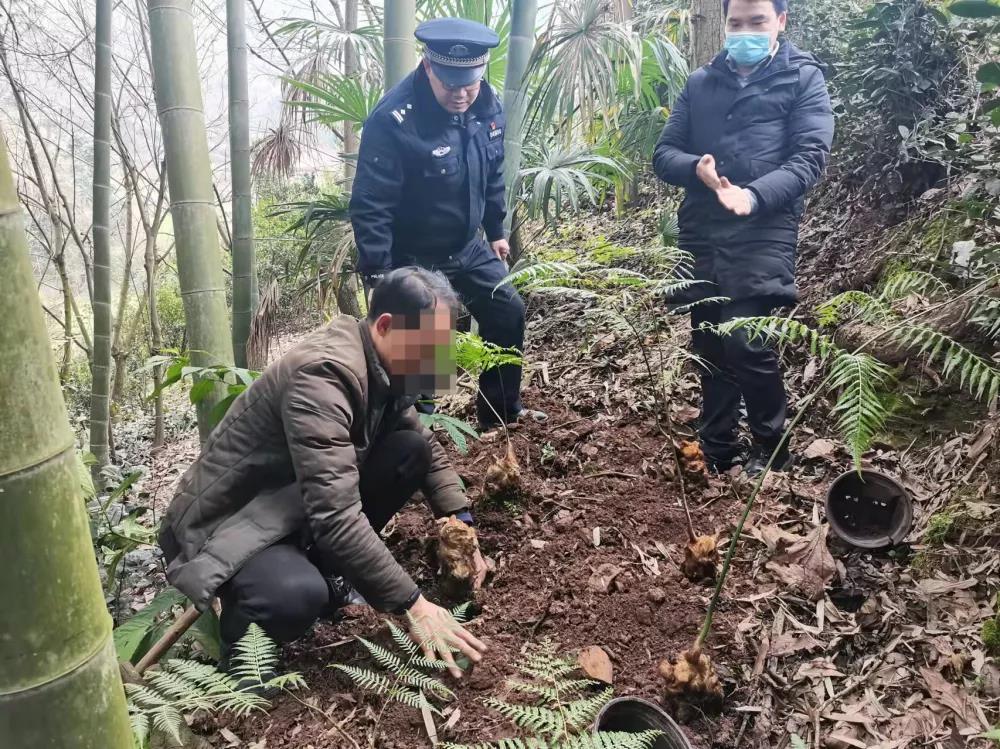 宜賓這種國寶植物千萬不要采！否則后果嚴重……(圖5)