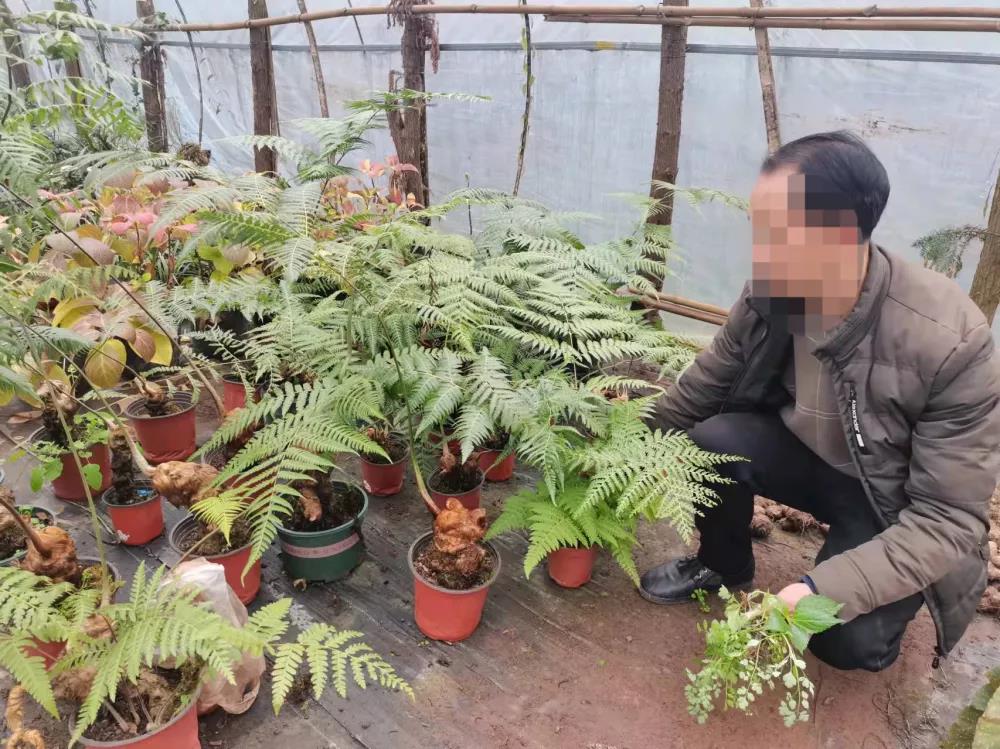 宜賓這種國寶植物千萬不要采！否則后果嚴重……(圖4)