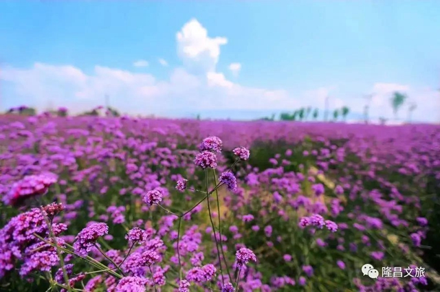 內(nèi)江超好耍的鄉(xiāng)村旅游點都在這了，你覺得最安逸的是哪一個？(圖23)