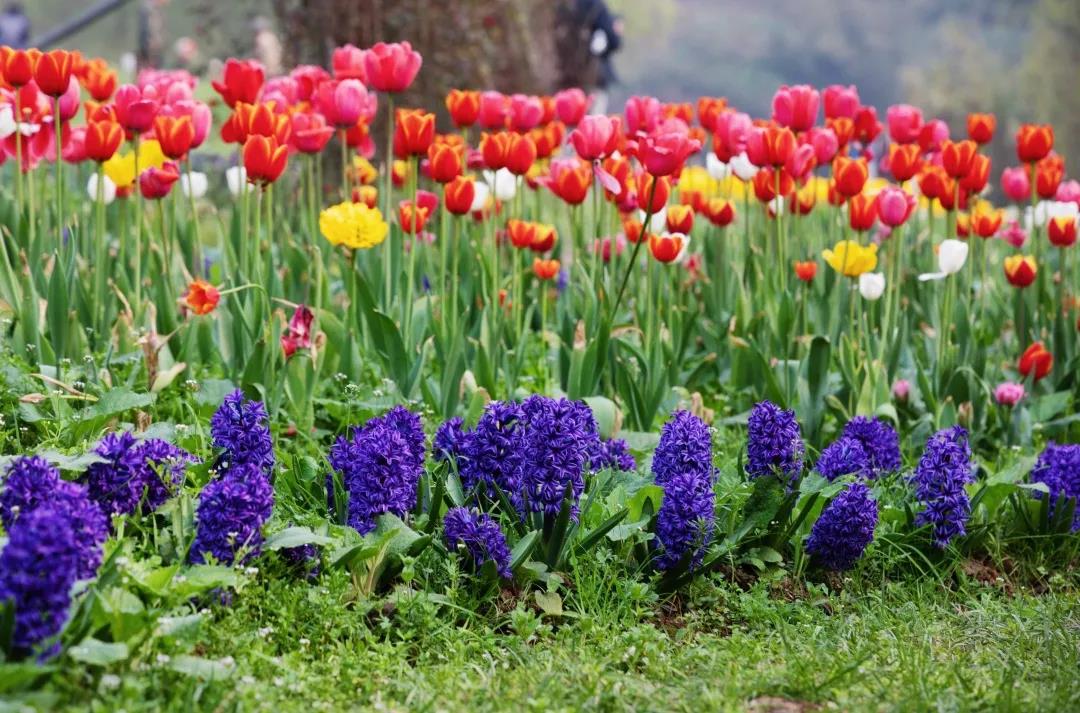 踏青賞花正當時，瀘州發(fā)布多條賞花線路(圖4)