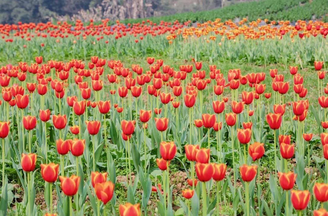 踏青賞花正當時，瀘州發(fā)布多條賞花線路(圖6)