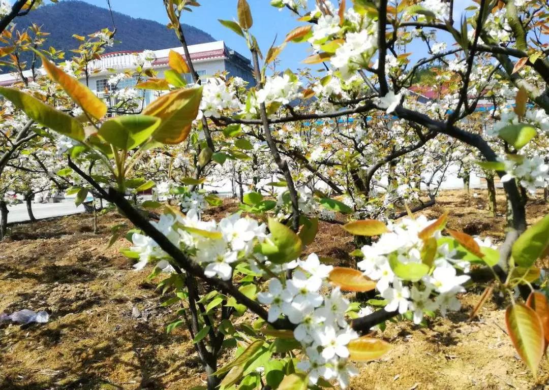 踏青賞花正當時，瀘州發(fā)布多條賞花線路(圖7)