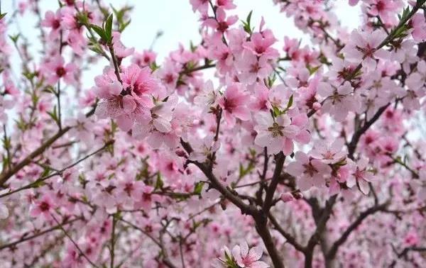 踏青賞花正當時，瀘州發(fā)布多條賞花線路(圖9)