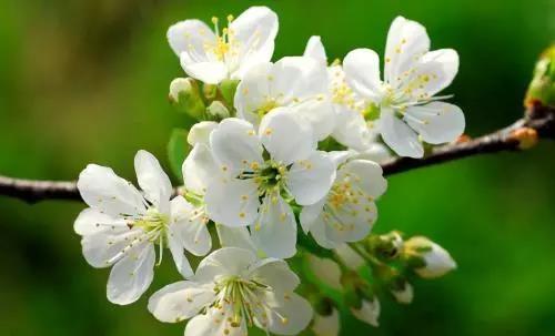 踏青賞花正當時，瀘州發(fā)布多條賞花線路(圖8)