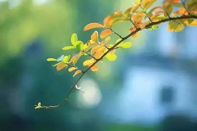 【擴(kuò)散】這些中醫(yī)辦法，可提升身體免疫力！(圖7)