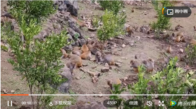 【生態(tài)古藺】白泥鎮(zhèn)上百只獼猴下山覓食