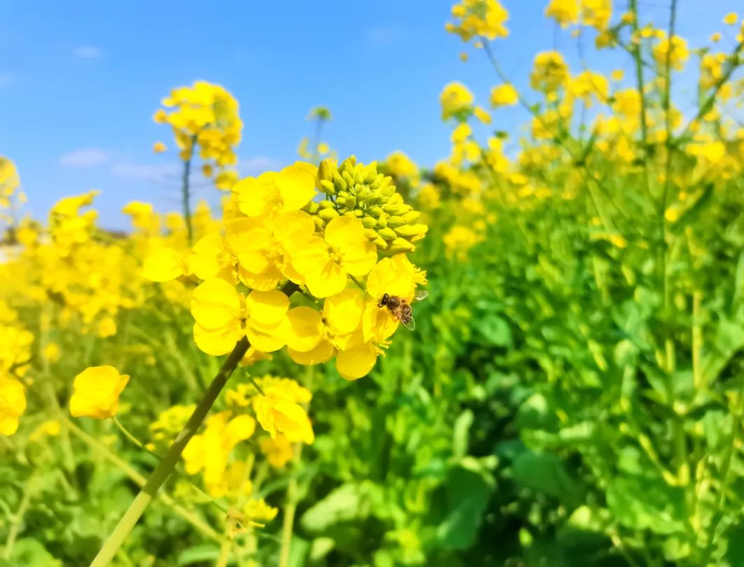 收藏！瀘縣踏青賞花地圖出爐，趕緊約起！(圖15)