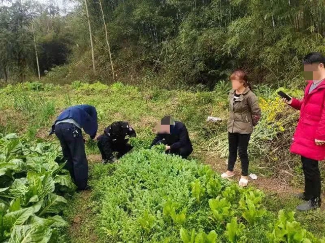 毒偏方，瀘州兩女子深山種罌粟2000余株(圖4)