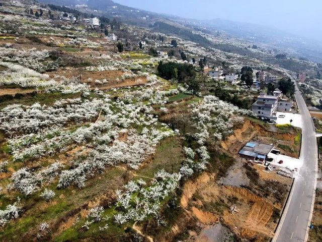 敘永烏蒙花海萬畝桃李花競芬芳 周末踏青賞花走起(圖2)