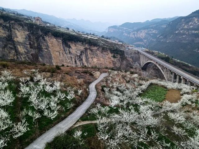 敘永烏蒙花海萬畝桃李花競芬芳 周末踏青賞花走起(圖6)