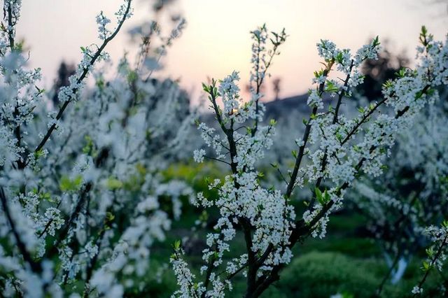 敘永烏蒙花海萬畝桃李花競芬芳 周末踏青賞花走起(圖4)