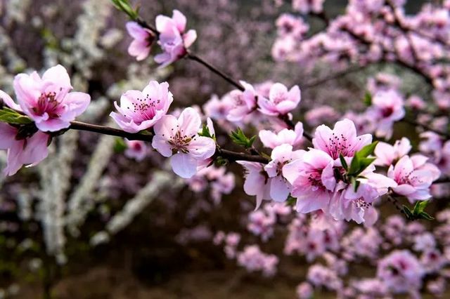 敘永烏蒙花海萬畝桃李花競芬芳 周末踏青賞花走起(圖5)