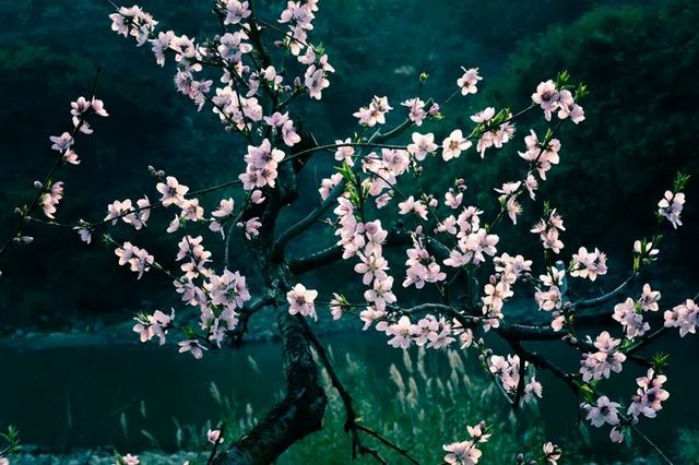 敘永烏蒙花海萬畝桃李花競芬芳 周末踏青賞花走起(圖8)