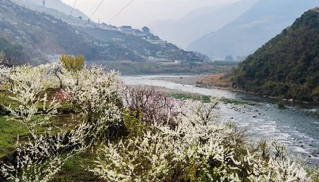 敘永烏蒙花海萬畝桃李花競芬芳 周末踏青賞花走起(圖9)