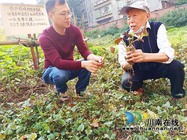 納溪龍車：86歲村醫(yī)種魚腥草，市民藥用不收分文