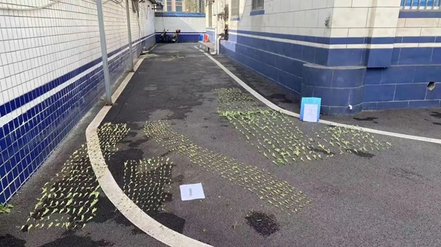 龍馬潭：64歲老人種千株罌粟當配菜，遭起！(圖3)