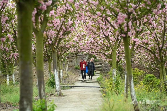 一年四季都有花賞，隆昌這個(gè)景區(qū)太安逸了！(圖1)