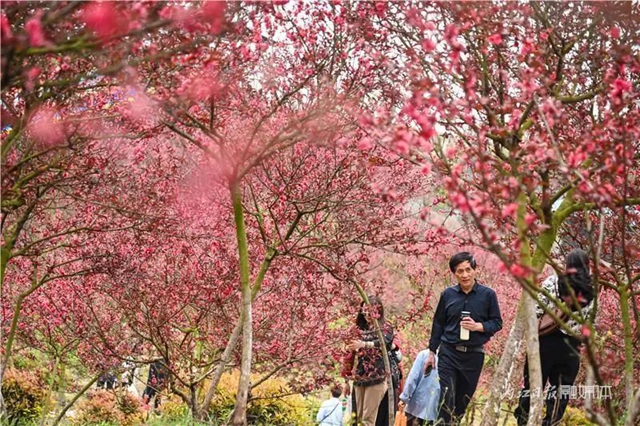 一年四季都有花賞，隆昌這個景區(qū)太安逸了！