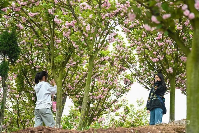 一年四季都有花賞，隆昌這個(gè)景區(qū)太安逸了！(圖5)