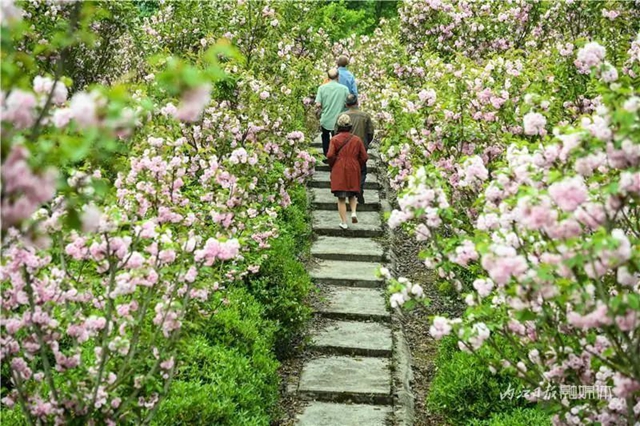 一年四季都有花賞，隆昌這個(gè)景區(qū)太安逸了！(圖7)