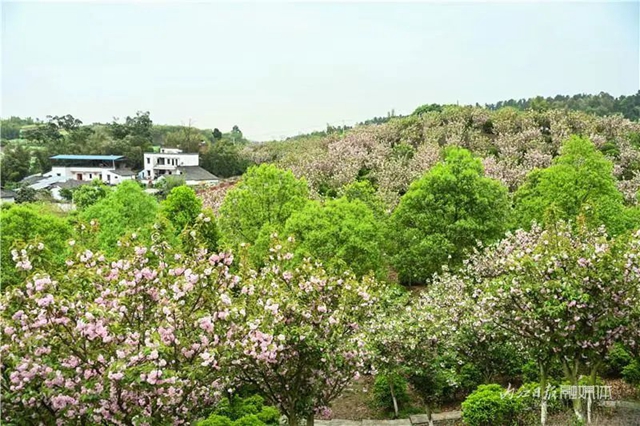 一年四季都有花賞，隆昌這個(gè)景區(qū)太安逸了！(圖9)