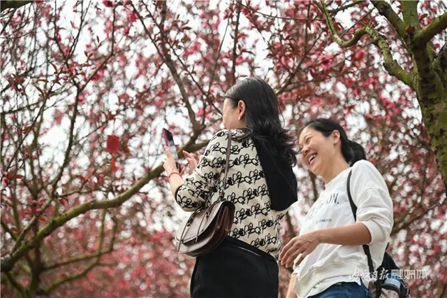 一年四季都有花賞，隆昌這個(gè)景區(qū)太安逸了！(圖10)