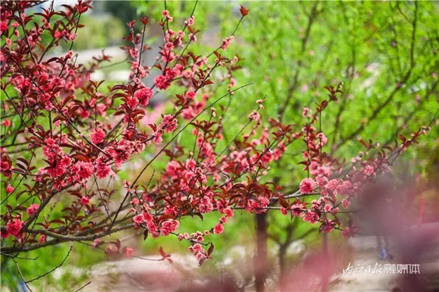 一年四季都有花賞，隆昌這個(gè)景區(qū)太安逸了！(圖15)