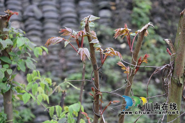 古藺縣皇華鎮(zhèn)：舌尖上的“椿”天