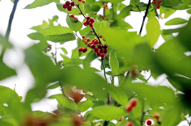 又紅又甜！瀘縣櫻桃采摘地圖出爐，趕緊約起(圖3)