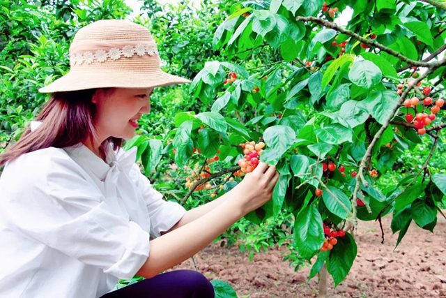 又紅又甜！瀘縣櫻桃采摘地圖出爐，趕緊約起(圖19)