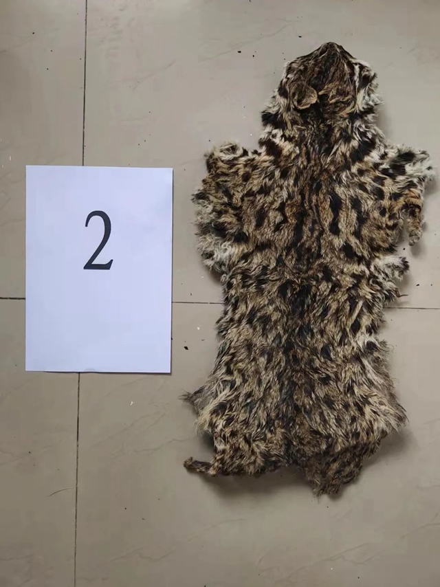 敘永：豹貓剝皮，畫眉售賣，警方蹲守9小時(shí)抓獲狩獵男子！(圖5)