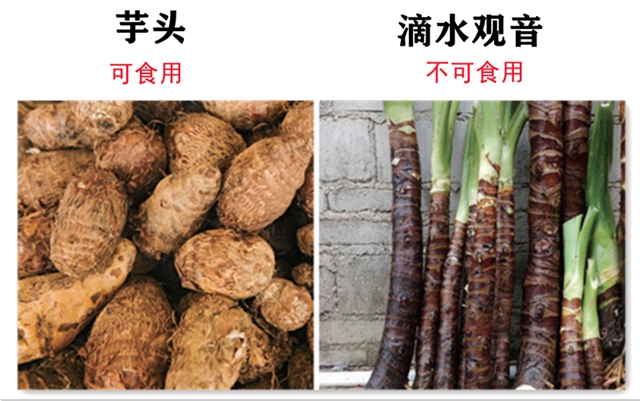 一盤“血皮菜”炒豬肝毒倒了一家人，原因竟然是因為這些……(圖6)