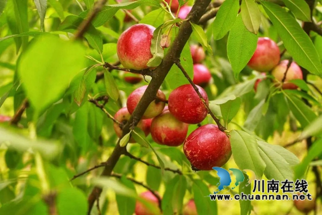 來瀘縣兆雅鎮(zhèn)摘桃子嘗鮮了！油桃、百花桃都有……