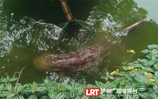 30斤重的娃娃魚見過沒？“大家伙”現(xiàn)身瀘州忠山公園