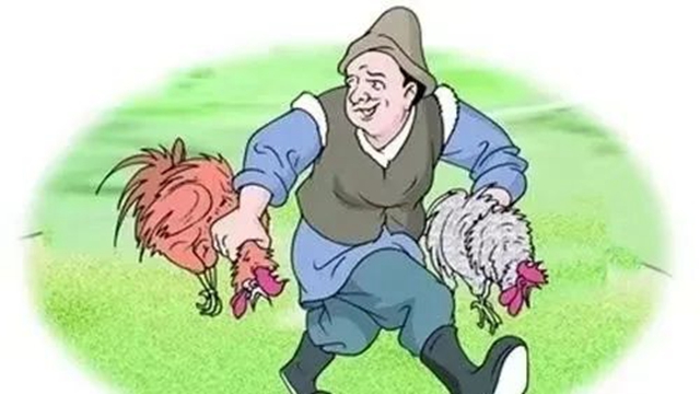 雞2.jpg