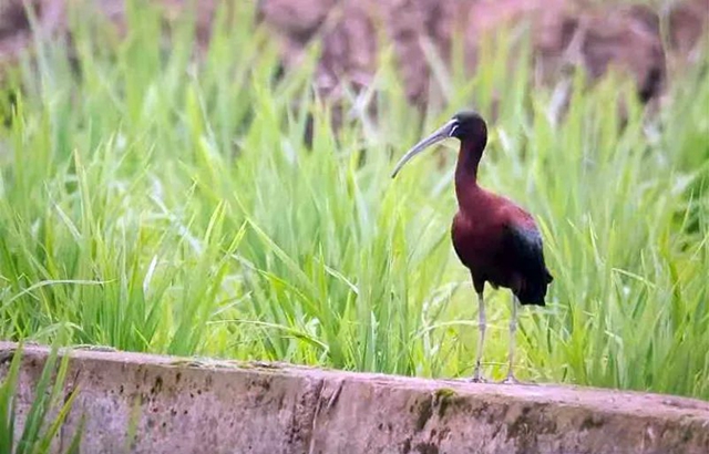 瀘州警方首次披露彩鹮獵殺案細(xì)節(jié)！