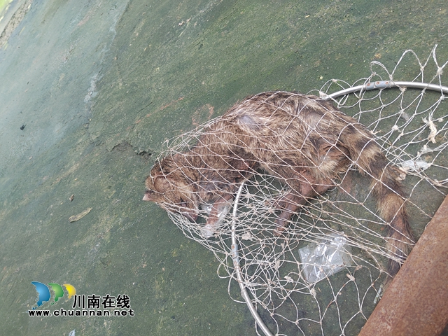 敘永縣向林鎮(zhèn)：放生野生動物，助力生態(tài)文明建設(shè)