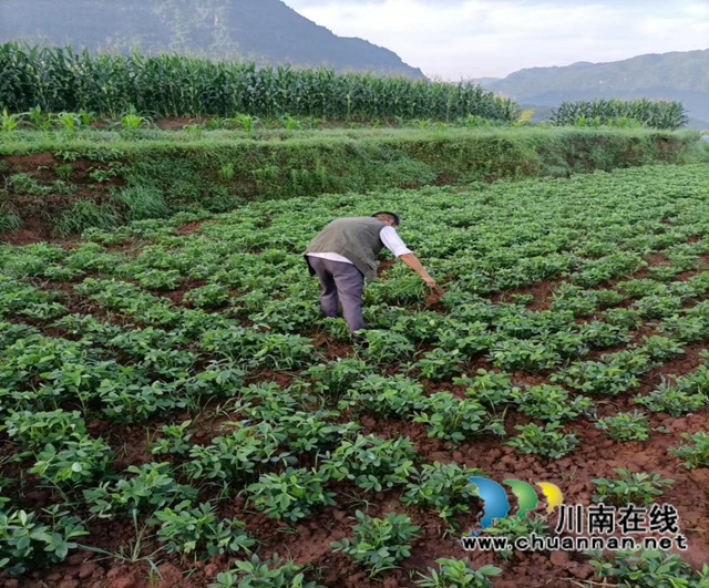 合江縣石龍鎮(zhèn)鄉(xiāng)賢李登銀：敢闖敢試的致富帶頭人