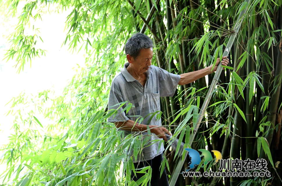 1范明青正在砍竹 胡曉霞攝.JPG