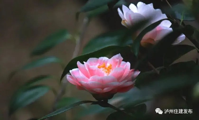 40℃+的高溫天，花卉“度夏”小妙招趕緊學(xué)起來