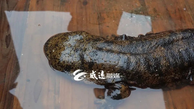 好大一只！內(nèi)江這里首次發(fā)現(xiàn)娃娃魚