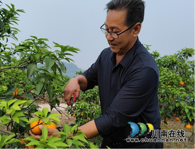 合江縣符陽(yáng)街道：“濱橙大叔”吳家賓，爭(zhēng)做產(chǎn)業(yè)發(fā)展的帶頭人