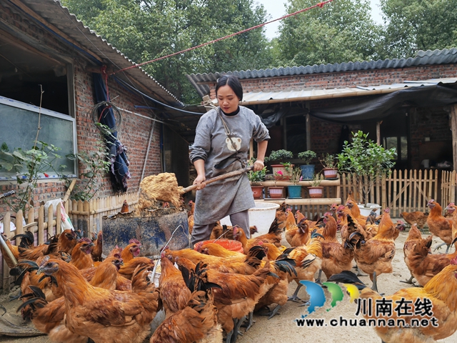 童瓊為跑山雞準備午餐（曾佐然攝）.jpg