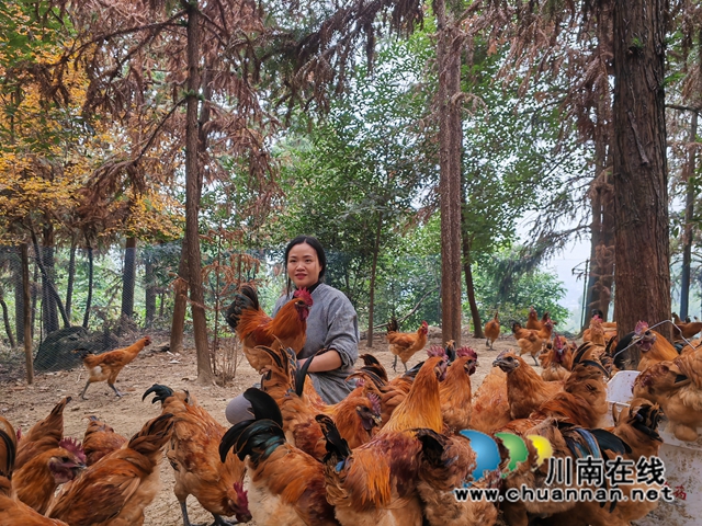 童瓊和她飼養(yǎng)的跑山雞在一起（曾佐然攝）.jpg