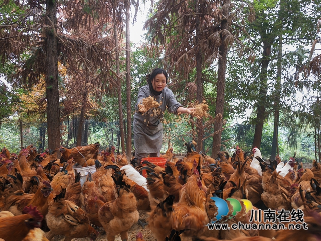 辦經(jīng)銷店，打春節(jié)牌｜瀘縣“雞司令”童瓊：白龍塔跑山雞跑出新名堂